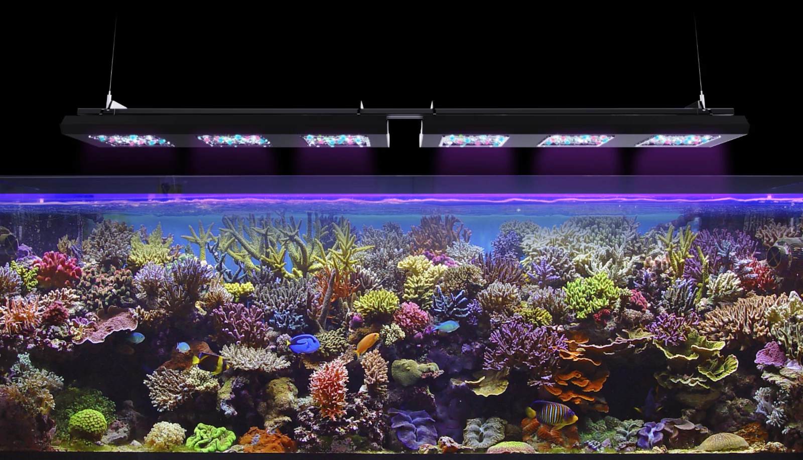Aquatics banner 1