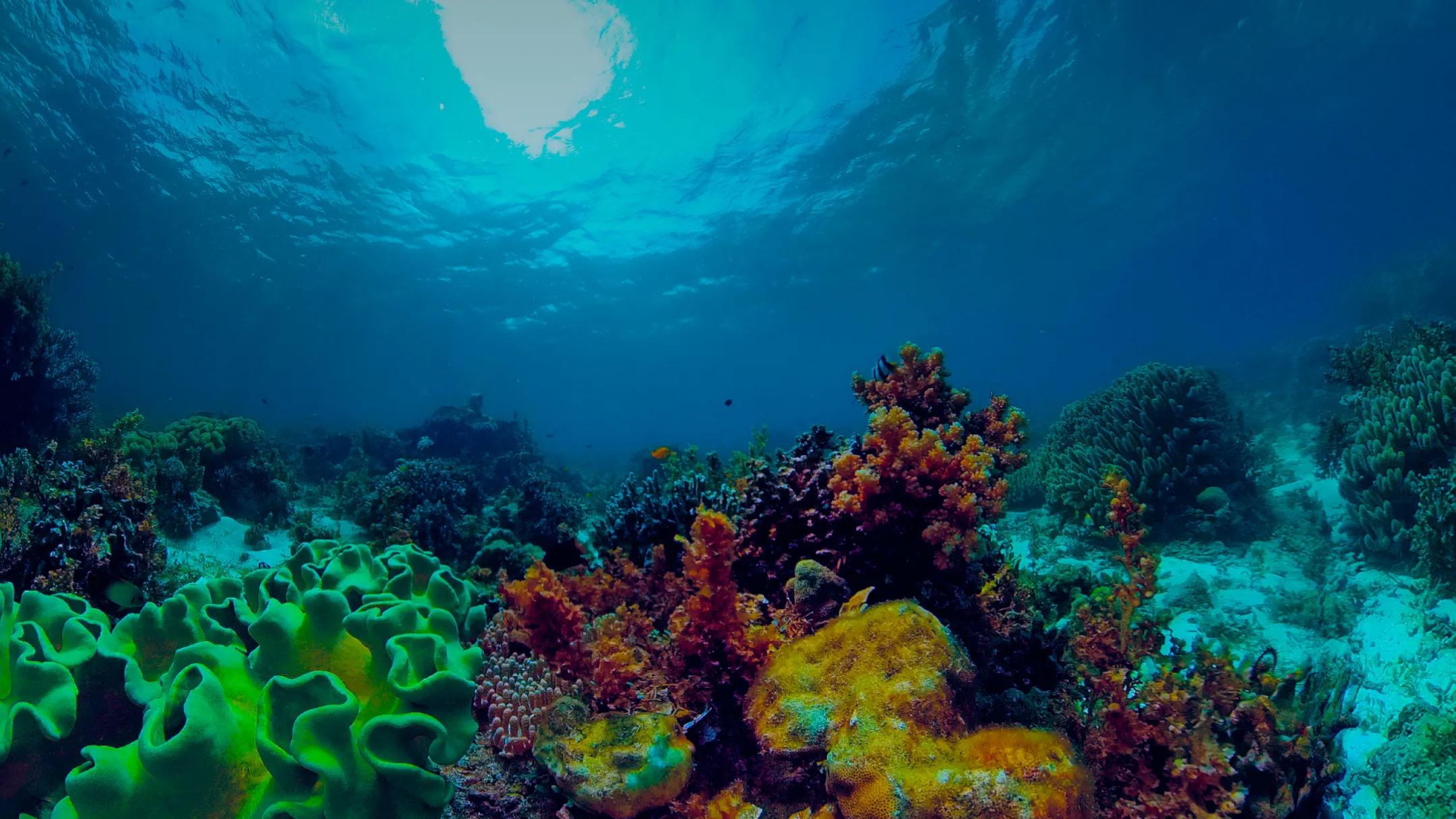 Aquatics banner 2
