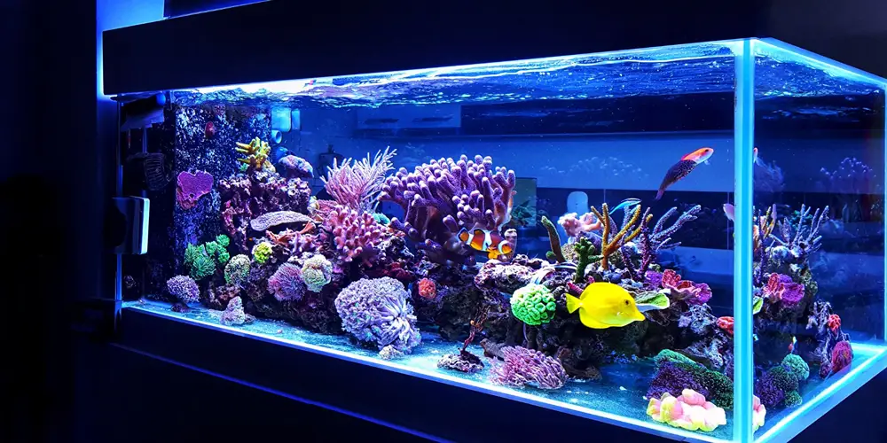 Aquatics banner 4