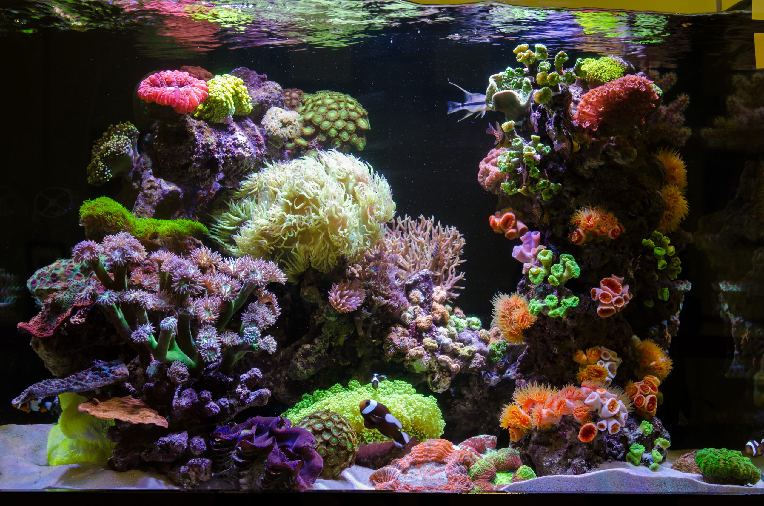 Aquatics banner 5